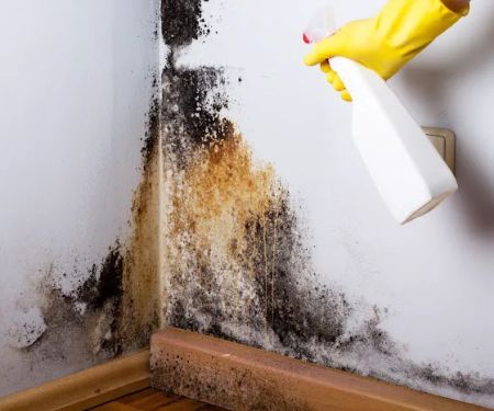 Lakemoor Mold Remediation