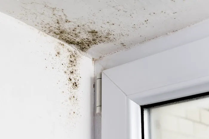 Lakemoor Mold Remediation Picture 5