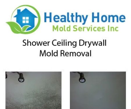 Healthy Home Mold Services Inc.