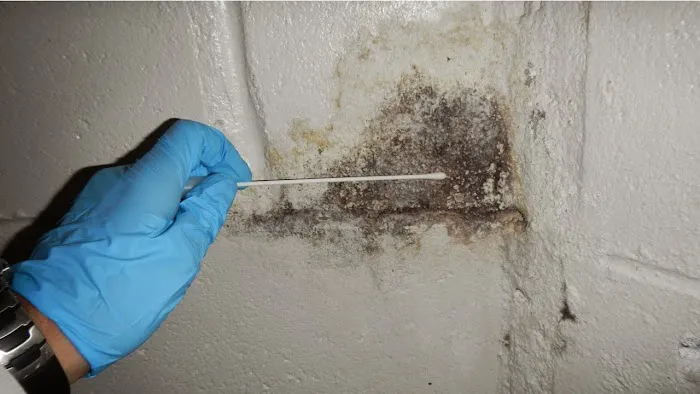 Healthy Home Mold Inspection Picture 4