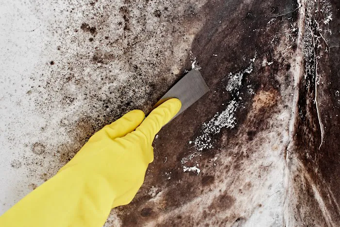 Woodstock Mold Inspection Picture 3