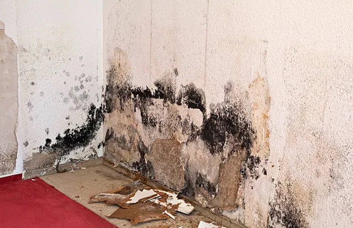 Recovery Solutions Picture 9