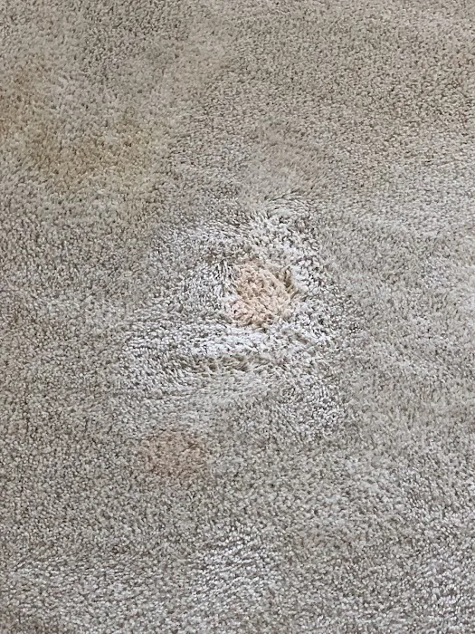 Mr Super Clean Picture 8