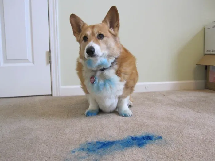 Green Home Cleaning and Restoration Picture 2