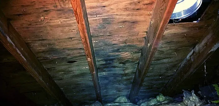 Titan Mold Removal Picture 3