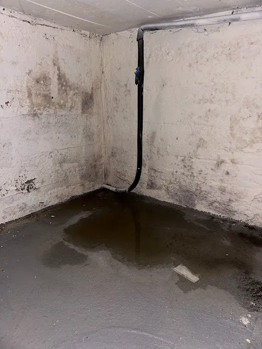 Rapid Mold Removal, LLC Picture 6