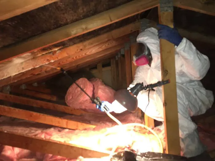 Rapid Mold Removal, LLC Picture 9