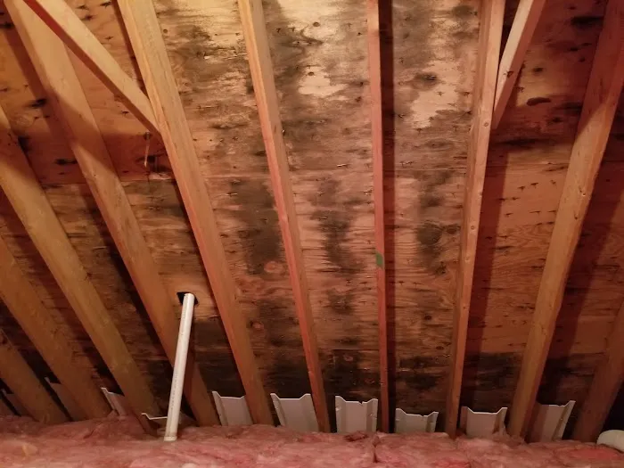 Rapid Mold Removal, LLC Picture 2