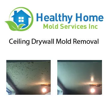 Healthy Home Mold Picture 2