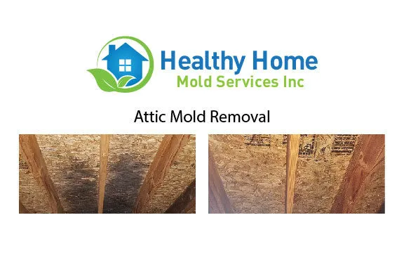 Healthy Home Mold Picture 5