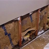 Jiayou Water repairs ico