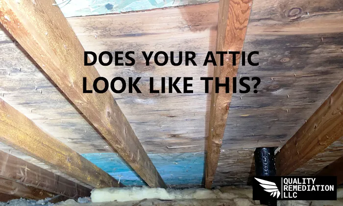 Quality Mold Remediation Picture 9