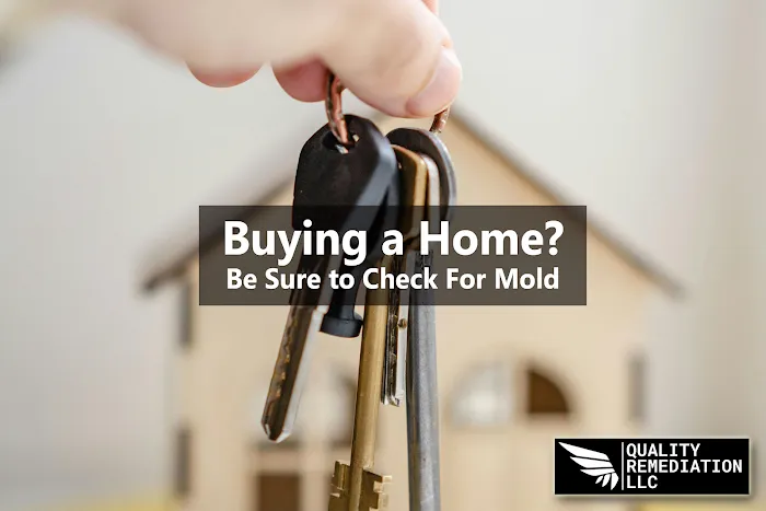 Quality Mold Remediation Picture 6