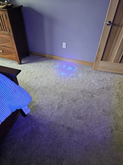 Healthy Carpets Picture 10