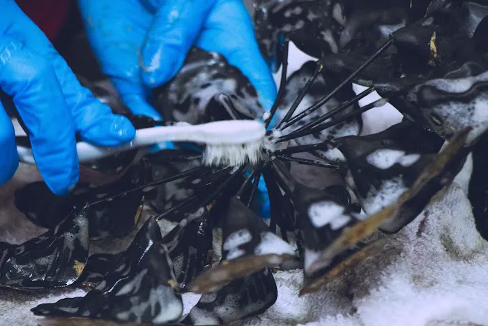 SunGlo Disaster Restoration Specialists Picture 3