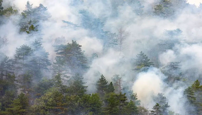 Great White Smoke Damage Co. Picture 10