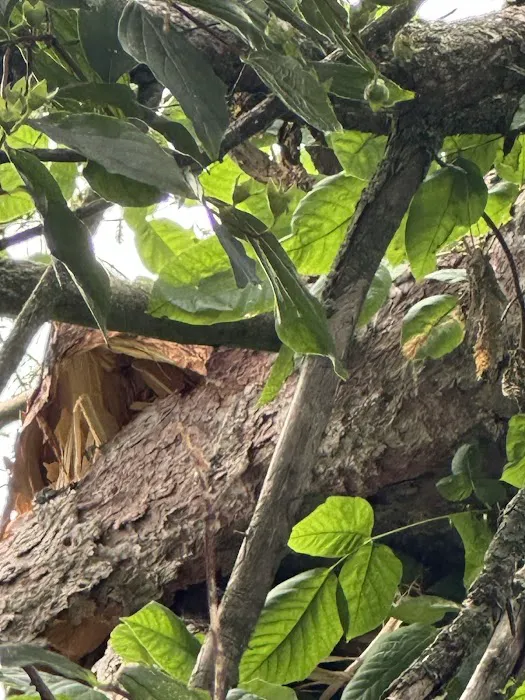 ServiceMaster DSI - Rockford Picture 3