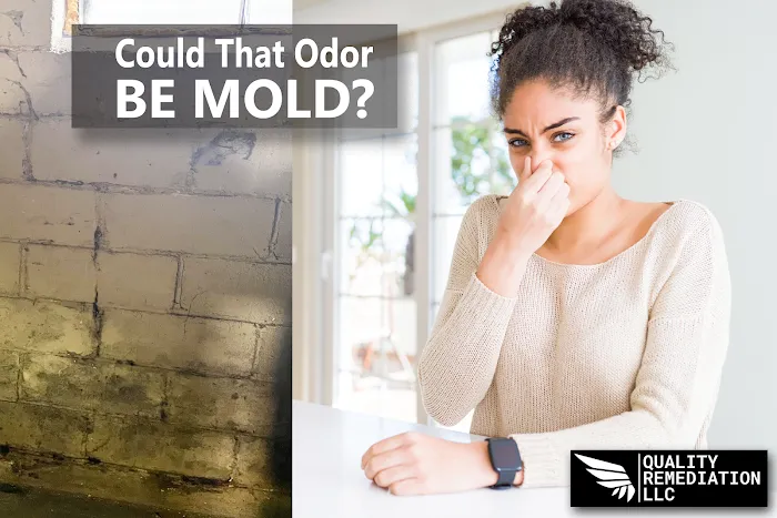 Quality Mold Remediation Picture 1