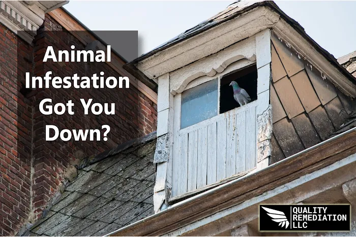 Quality Mold Remediation Picture 2