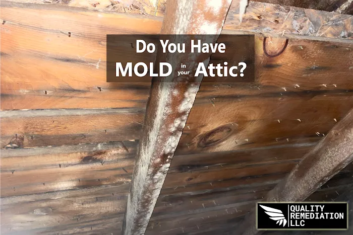 Quality Mold Remediation Picture 10