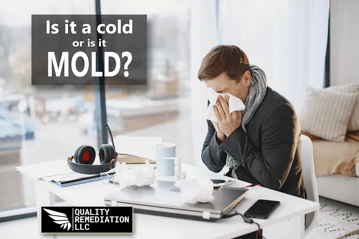 Quality Mold Remediation Picture 9