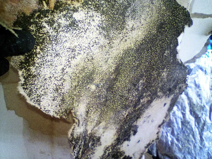 Elliot Environmental Picture 9