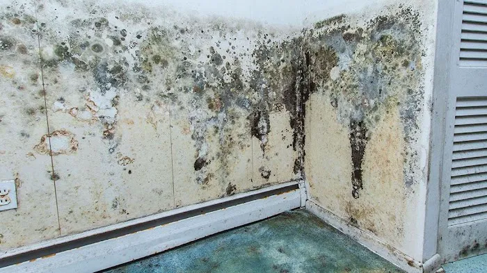 Mold Experts Of Michigan Picture 1