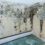 Mold Experts Of Michigan