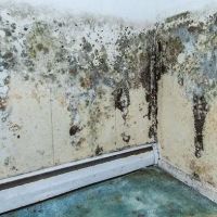 Mold Experts Of Michigan ico