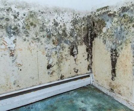 Mold Experts Of Michigan