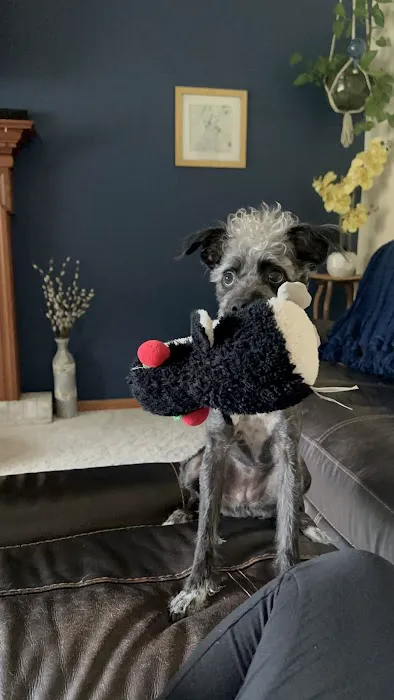 Chem-Dry of Madison Picture 4