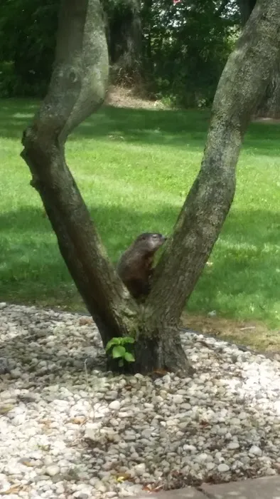 ServiceMaster DSI - Madison Picture 4