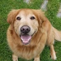 Top Job Property ico