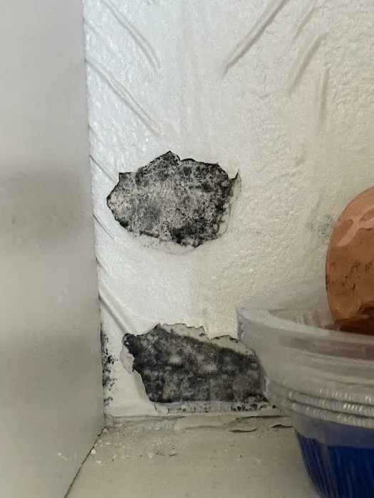 24H Mold Inspection of Michigan Picture 2