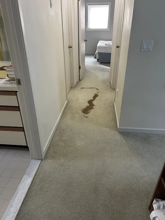 Stanley Steemer Picture 4