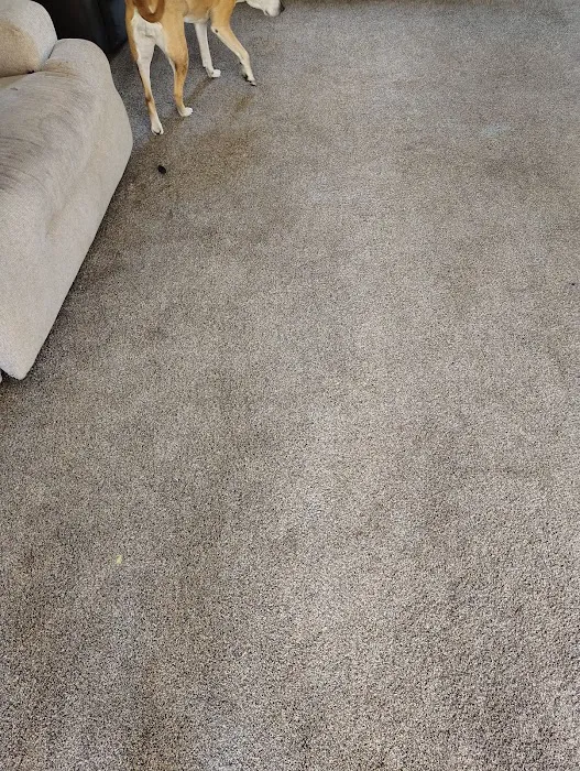 Stanley Steemer Picture 6