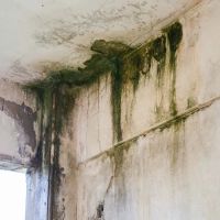 Green Bay Mold Removal Experts ico