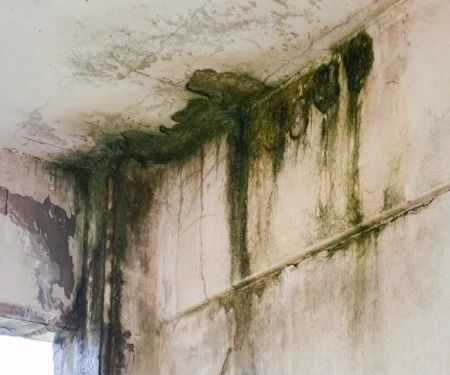 Green Bay Mold Removal Experts