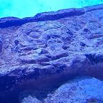 All Serv Restoration