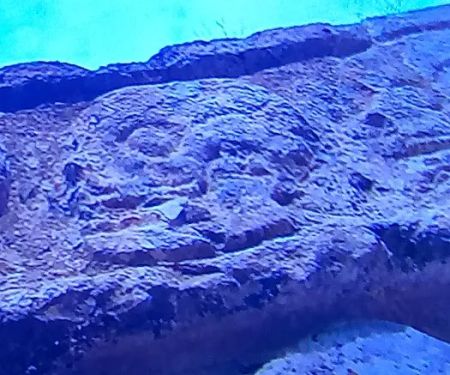 All Serv Restoration