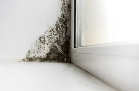 Mold Busters Picture 2