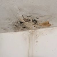 Armour Mold Removal ico