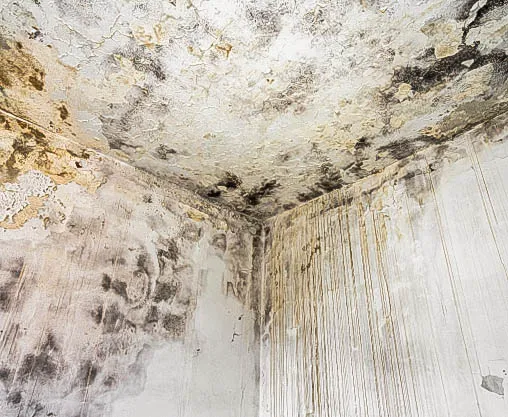 PHG Restoration Services Picture 9