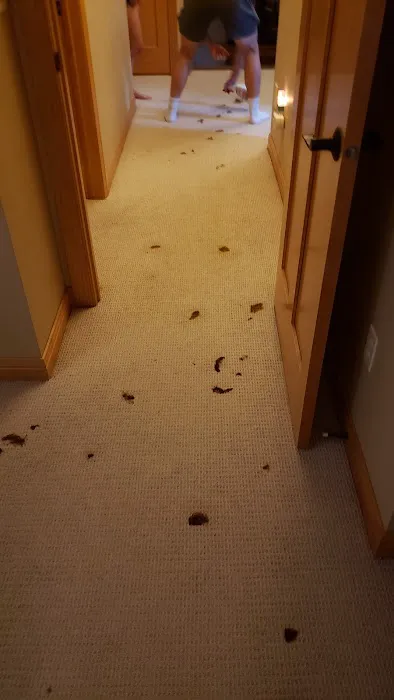 Jensens Carpet Care Picture 2