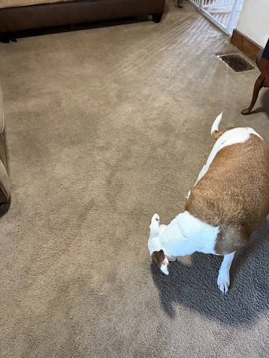 Stanley Steemer Picture 10