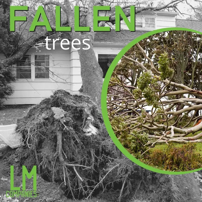 LM Companies LLC Picture 2