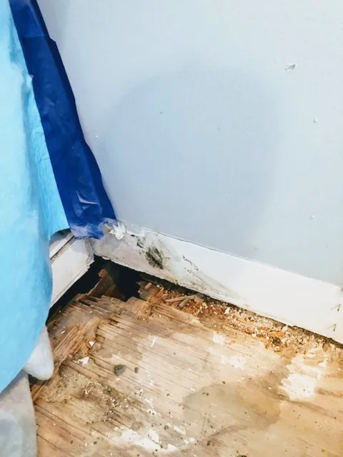 WeGetTheMoldOut Picture 1