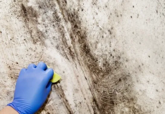 Ventana Mold Removal Picture 1