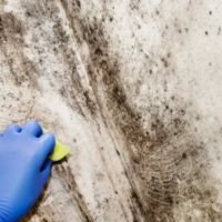 Ventana Mold Removal ico