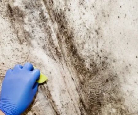 Ventana Mold Removal